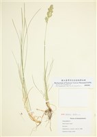 藏品(草地早熟禾)的圖片